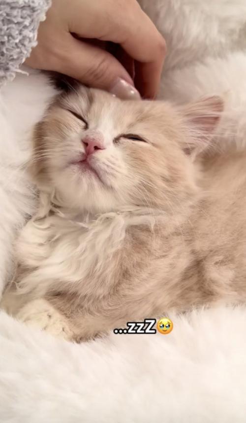 「...zzZ」のテロップ写真%%