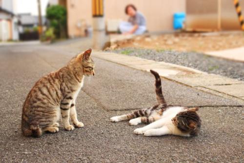 見つめあう猫