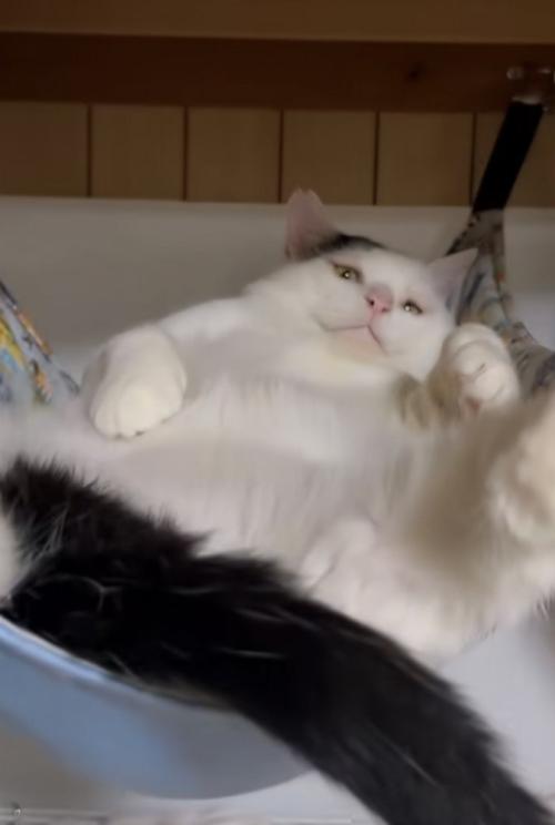 仰向けの猫