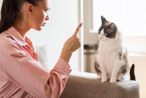 怒る飼い主