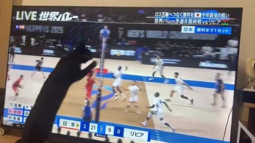 跳ぶ猫