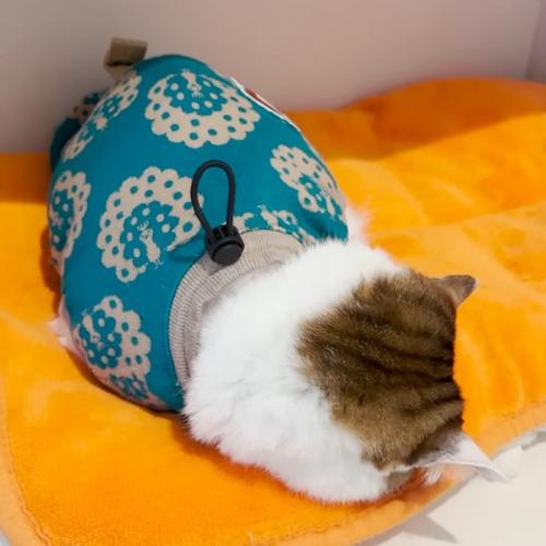 寝ている猫