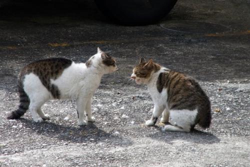 にらみ合う猫