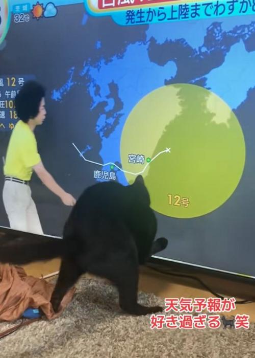 かがむ猫