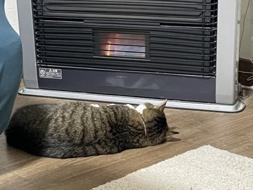 体を伸ばしてヒーターにあたる猫