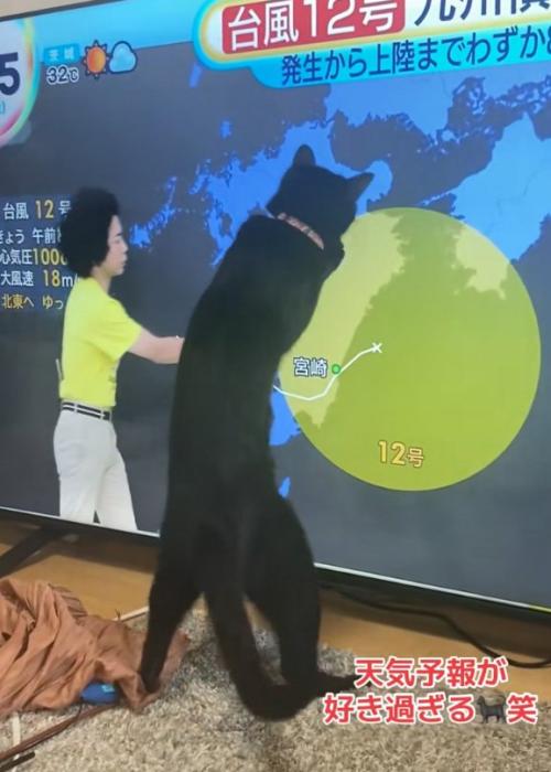 立つ猫