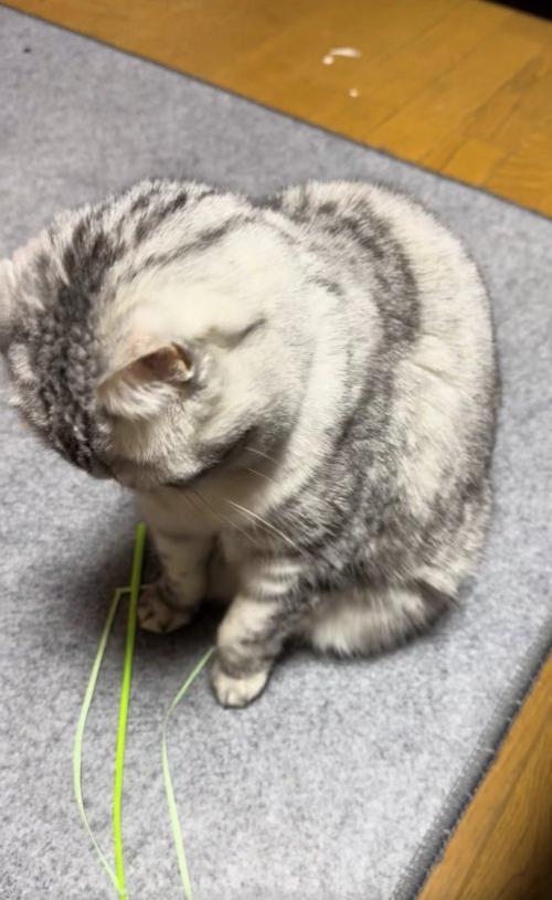 やや左前足を上げながら猫じゃらしを見ている猫