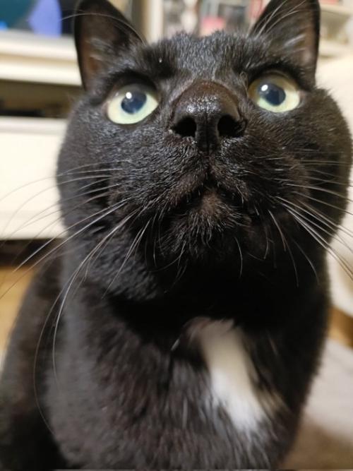 黒猫の顔のアップ