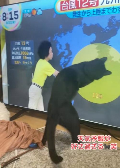 傾く猫