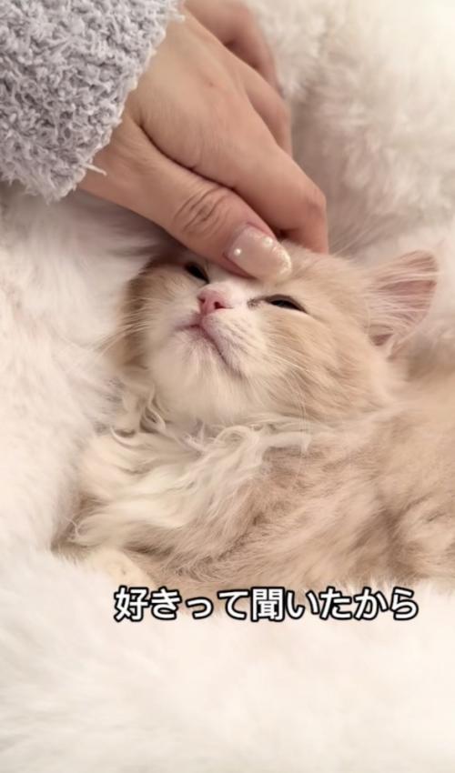 「好きって聞いたから」のテロップ写真%%