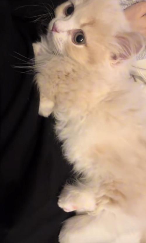 寝転がる猫の写真