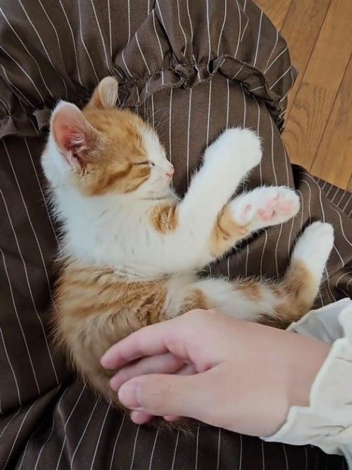 寝てる子猫