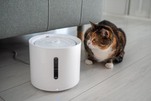 自動給水器を見つめる猫