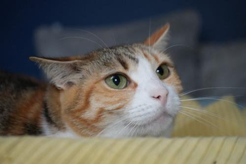 悲しそうな猫