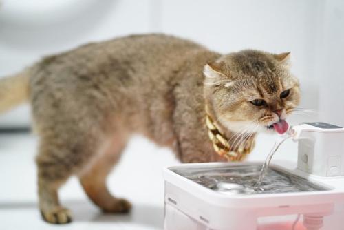 自動給水器の水を飲む猫