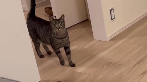 キジトラ猫ちゃん