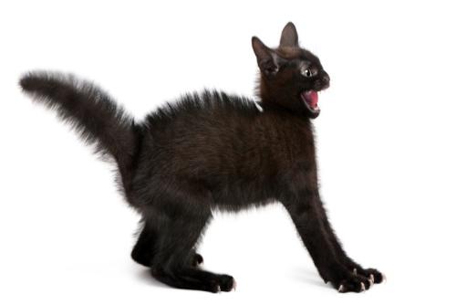 びっくりしてパニック直前の子猫