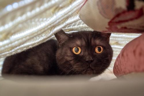 ブランケットに隠れる猫