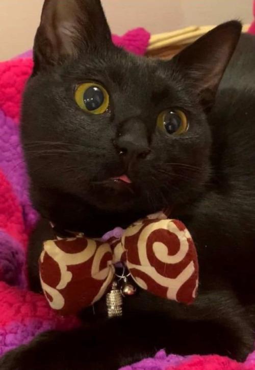 室内にいる猫