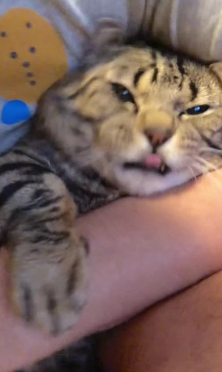 抱えられた猫