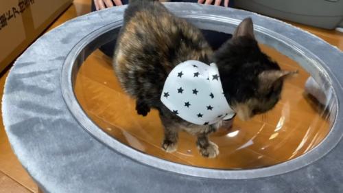 ボウルに入った子猫