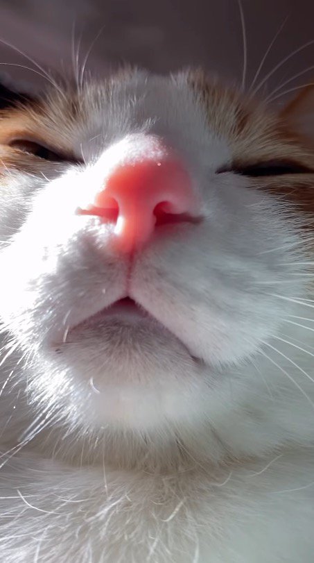 目を細める猫