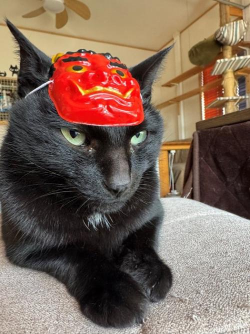 お面をつけた猫