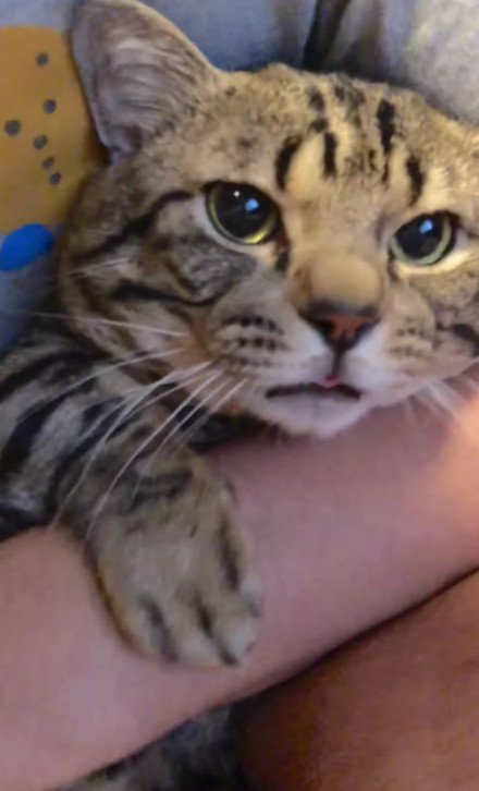 抱えられた猫