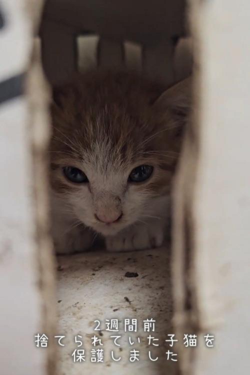 箱の中にいる子猫