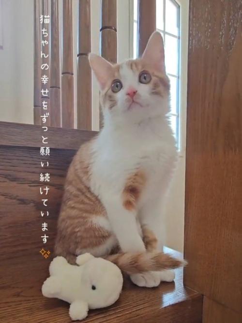 座る子猫