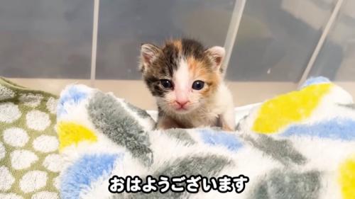 テロップ「おはようございます」