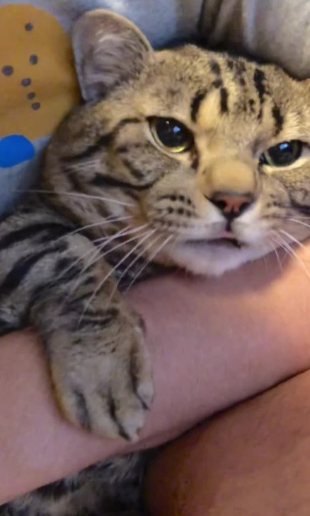 抱えられた猫