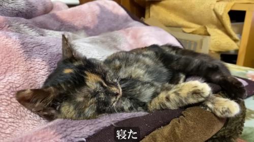 寝ている子猫