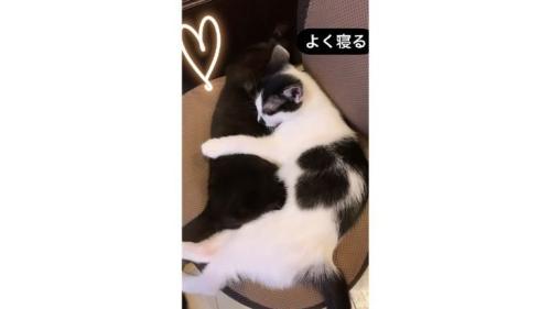 寝ている猫
