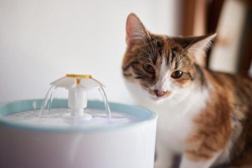 自動給水器の横にいる猫