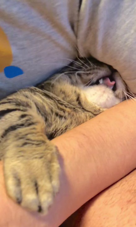抱えられた猫