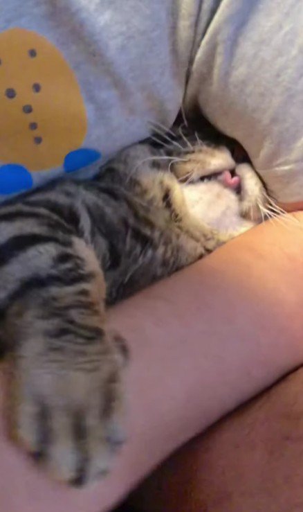 抱えられた猫