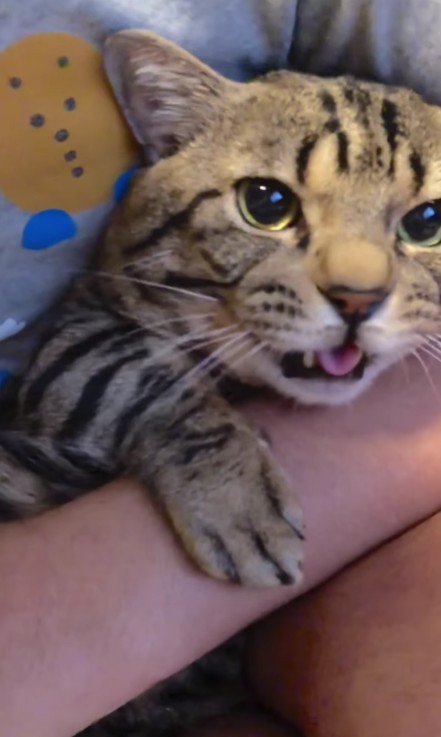 抱えられた猫