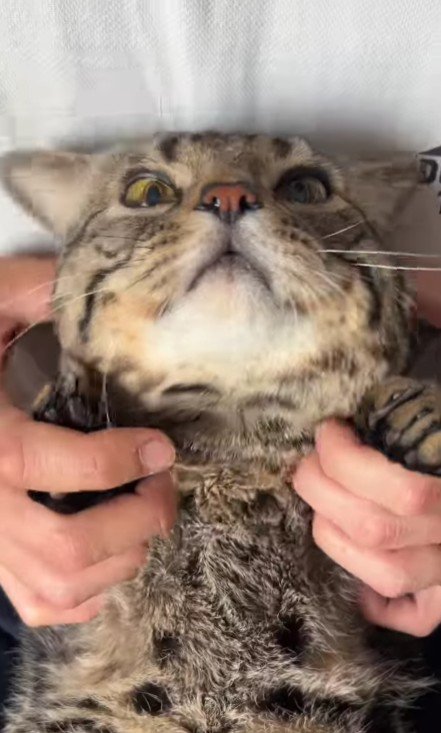 なでられる猫