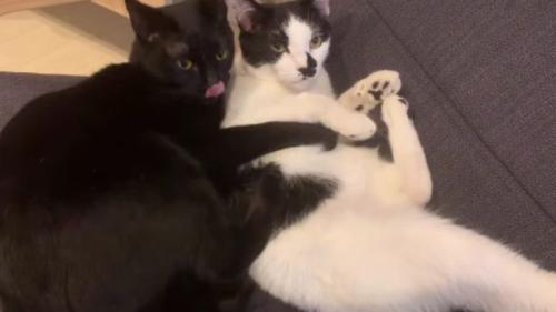 室内にいる猫