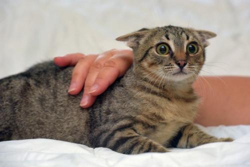 何かに驚く猫
