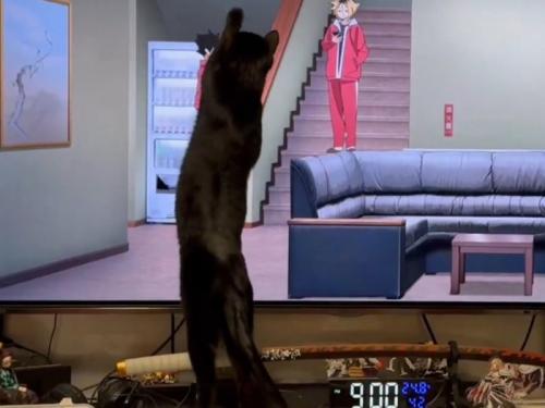 テレビ画面に手を伸ばす猫