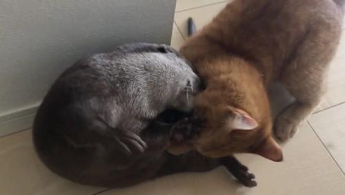 冒頭のじゃれてる写真