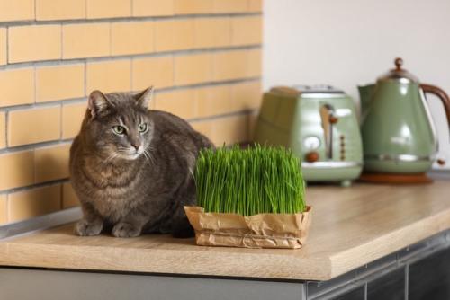 猫草と猫