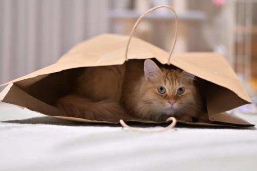 紙袋に隠れる猫