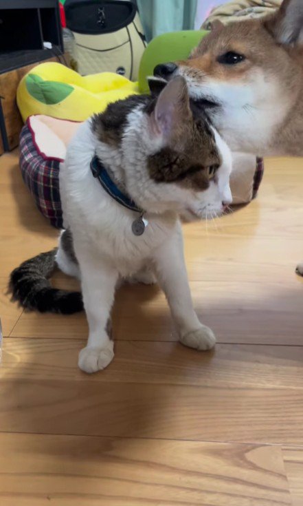 猫をなめる犬
