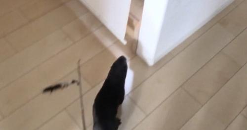 もちくんを追うさくらちゃん