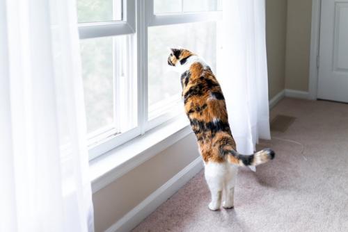窓の外を見る猫