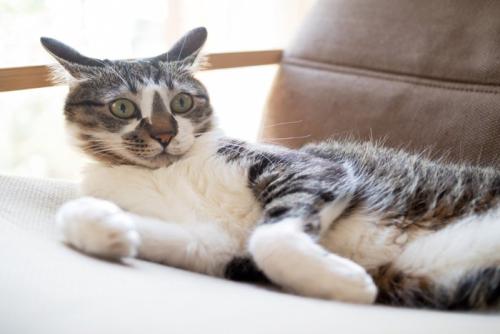 ソファーに横になるイカ耳の猫