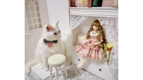 ドール部屋にいる猫